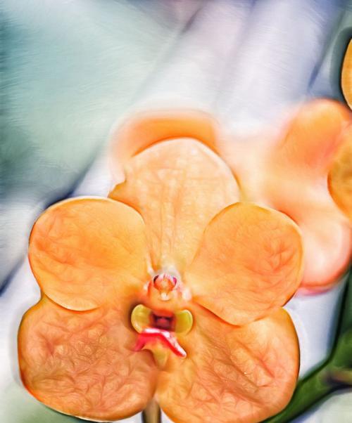 相对花语是什么意思？相对花语有哪些含义？