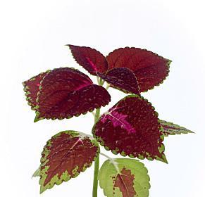 锦紫苏的花语有哪些？锦紫苏象征着什么？
