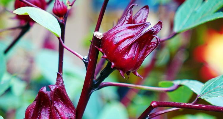 洛神花的花语是什么？洛神花象征着什么？