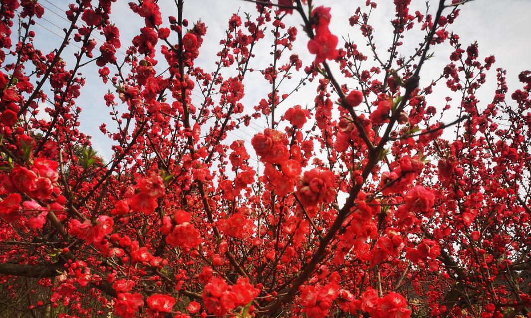 榆树梅花语是什么？如何理解榆树梅花的象征意义？