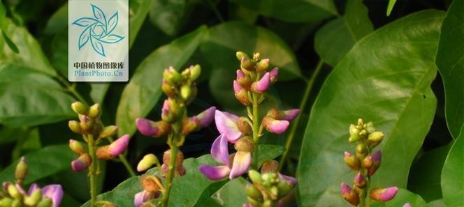 岩豆藤花语有哪些含义？岩豆藤花象征着什么？