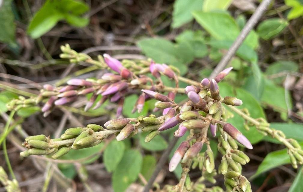 岩豆藤花语有哪些含义？岩豆藤花象征着什么？