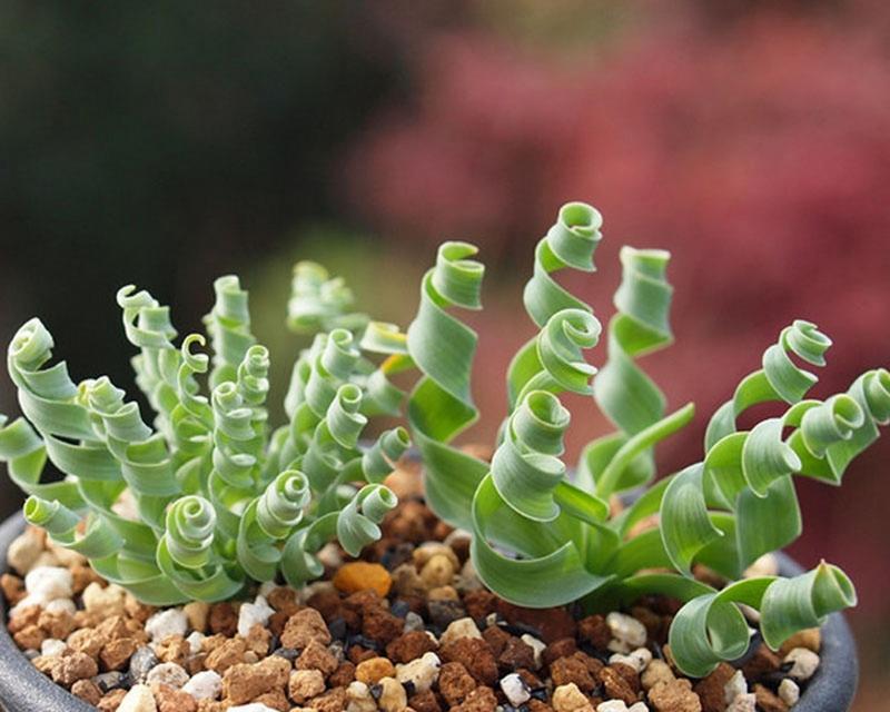 弹簧草花语是什么意思？弹簧草的花语有何特别之处？
