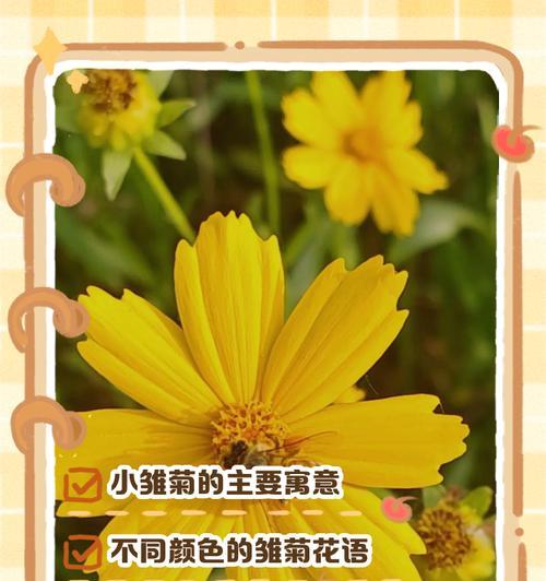 雏菊球花语有何寓意？雏菊球的花语能传达哪些情感？