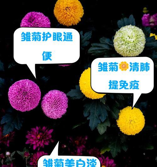 雏菊球花语有何寓意？雏菊球的花语能传达哪些情感？