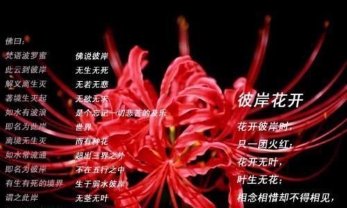 红珠子花语有何含义？红珠子的花语能表达什么？