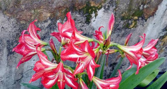 红珠子花语有何含义？红珠子的花语能表达什么？
