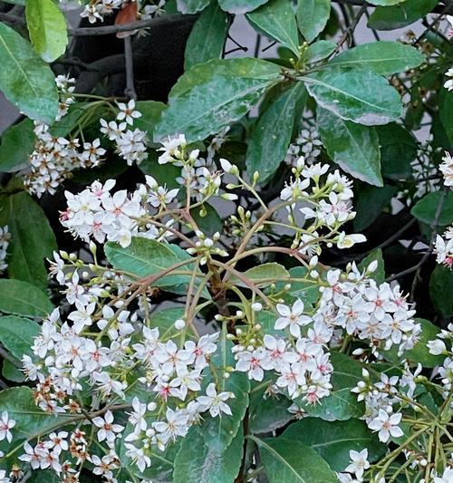 石斑木花语是什么？石斑木的花语有哪些特点？