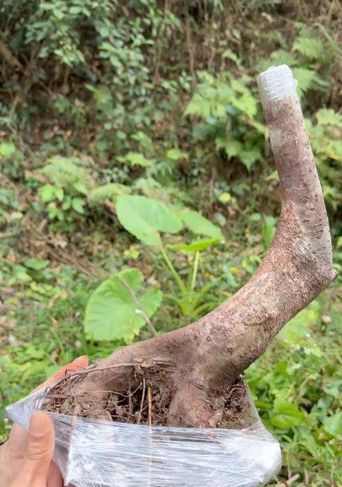 石斑木花语是什么？石斑木的花语有哪些特点？