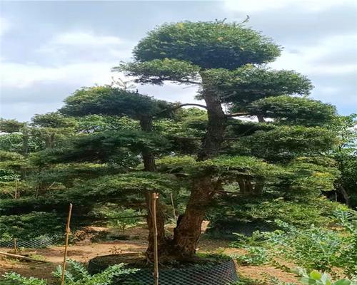 杜松的花语有哪些？杜松花语能传达哪些信息？