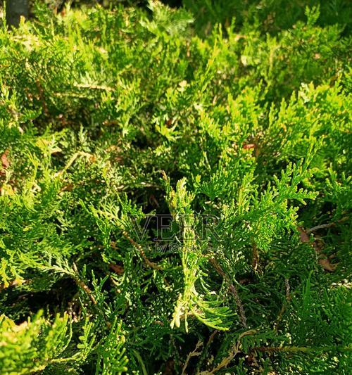 杜松的花语有哪些？杜松花语能传达哪些信息？