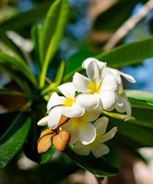 枇杷的花语是什么？枇杷花语有哪些特别之处？
