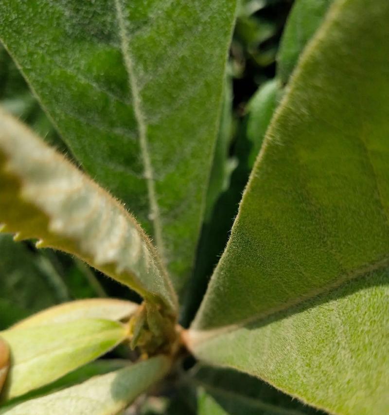 枇杷的花语是什么？枇杷花语有哪些特别之处？