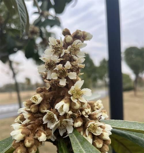 枇杷的花语是什么？枇杷花语有哪些特别之处？