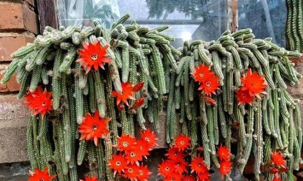 仙人枝花语是什么？仙人枝的花语有哪些解释？