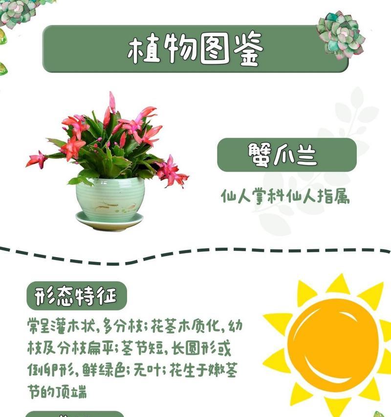仙人枝花语是什么？仙人枝的花语有哪些解释？