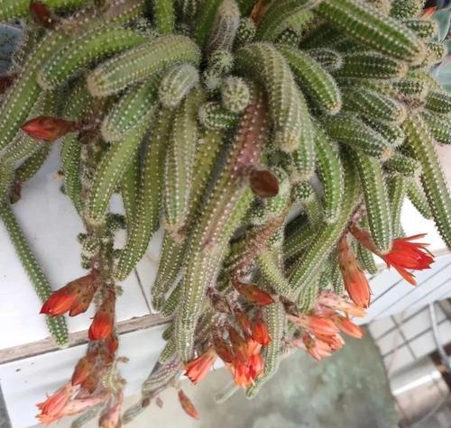 仙人枝花语是什么？仙人枝的花语有哪些解释？