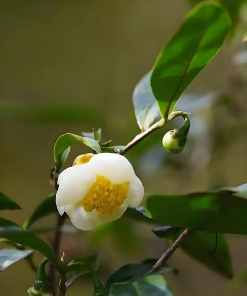 花如意花语代表什么？花如意的花语有何特别之处？