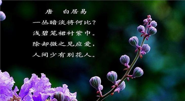 花如意花语代表什么？花如意的花语有何特别之处？