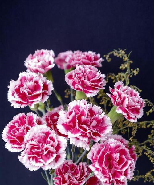 花头的花语是什么意思？花头的花语能传达哪些情感？