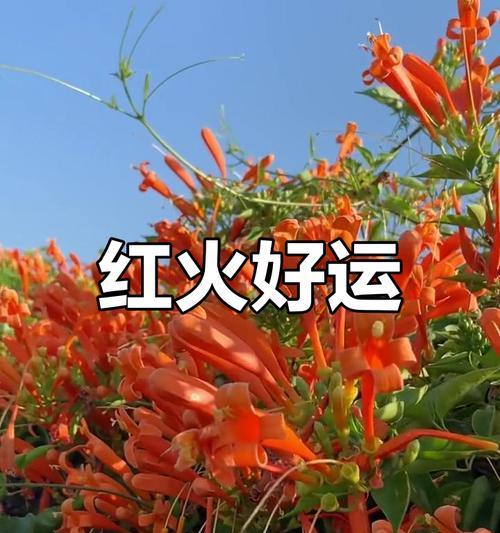 花语祝好运是什么意思？花语祝好运能传达哪些信息？