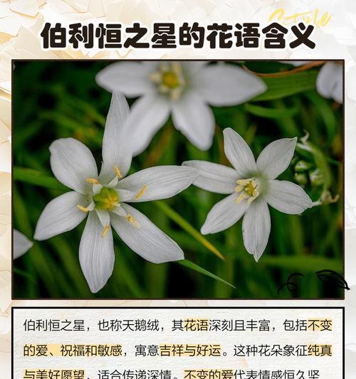 花语祝好运是什么意思？花语祝好运能传达哪些信息？