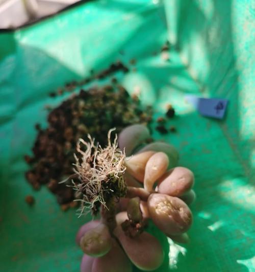 桃蛋花语是什么？如何用它来表达情感？