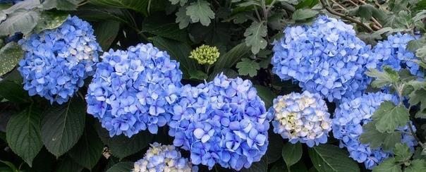 苁蓉花花语有哪些独特之处？适合哪种场合？