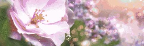 苁蓉花花语有哪些独特之处？适合哪种场合？