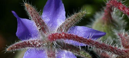 琉璃莒花语的深层含义是什么？如何挑选？