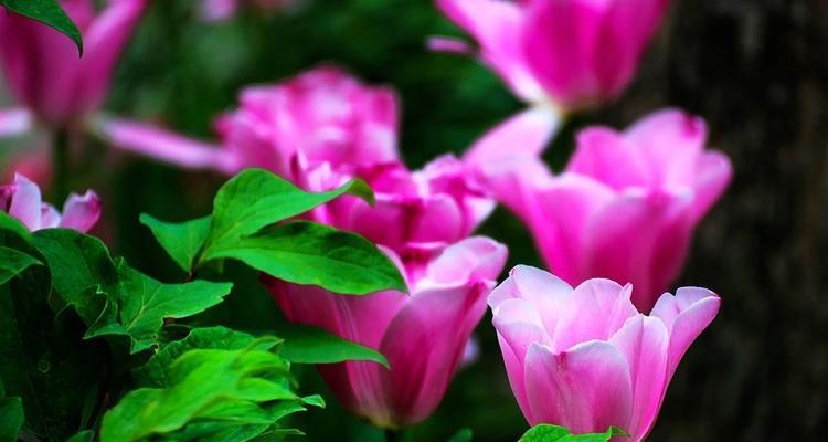 长生树花语象征着什么？在祝福中如何使用？