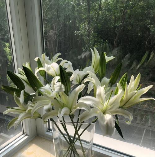 长生树花语象征着什么？在祝福中如何使用？