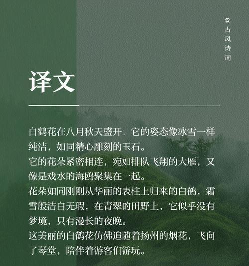 白鹤兰花语有何特别之处？如何表达爱意？