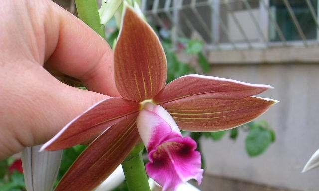白鹤兰花语有何特别之处？如何表达爱意？