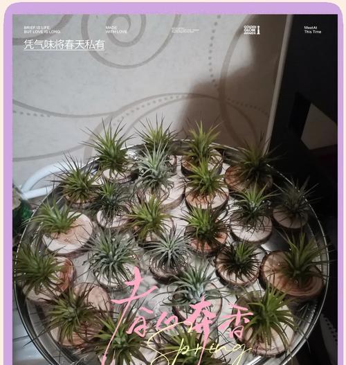 空气草花语是什么？它在花艺中如何应用？