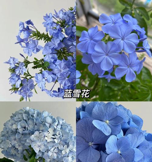 花语和作用之间有什么联系？如何选择合适的花卉？