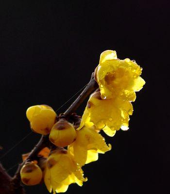 腊梅开花语有哪些特别之处？在冬季送花有何意义？