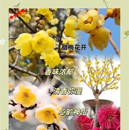 腊梅开花语有哪些特别之处？在冬季送花有何意义？