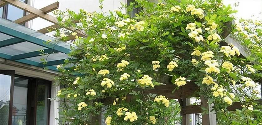 木香的花语是什么？如何用它来表达祝福？