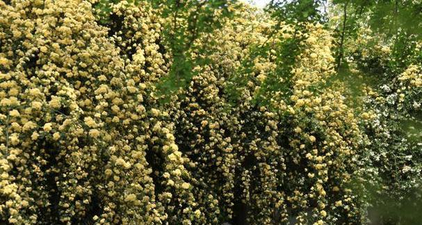 木香的花语是什么？如何用它来表达祝福？