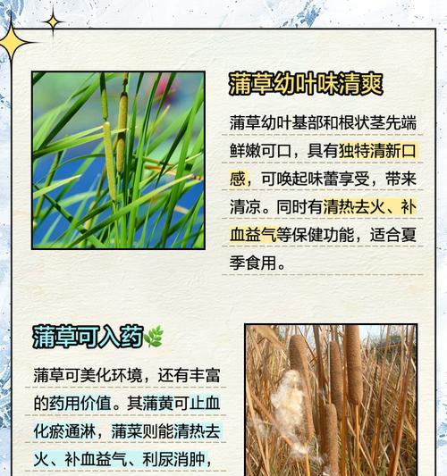 蒲草的花语有哪些？在花艺设计中如何应用？