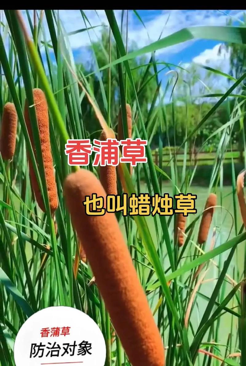 蒲草的花语有哪些？在花艺设计中如何应用？