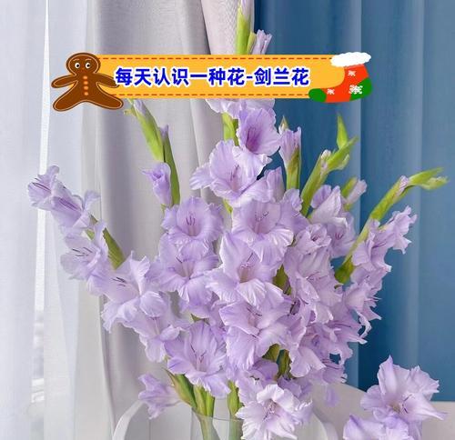 刺天冬花语是什么？刺天冬的花语有哪些含义？
