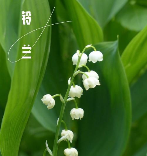 刺天冬花语是什么？刺天冬的花语有哪些含义？