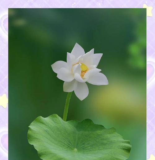 荷花苞的花语代表什么？荷花苞花语有何特别之处？