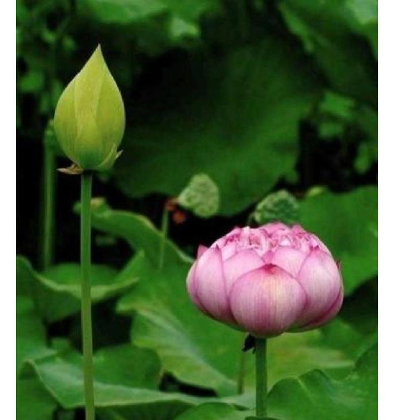 荷花苞的花语代表什么？荷花苞花语有何特别之处？