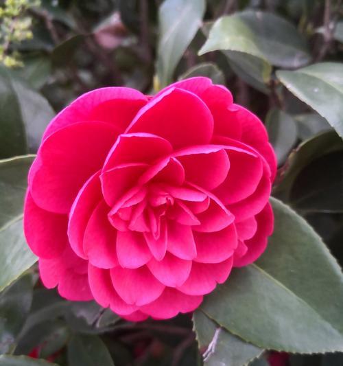 公平的花语是什么？哪种花代表公平？