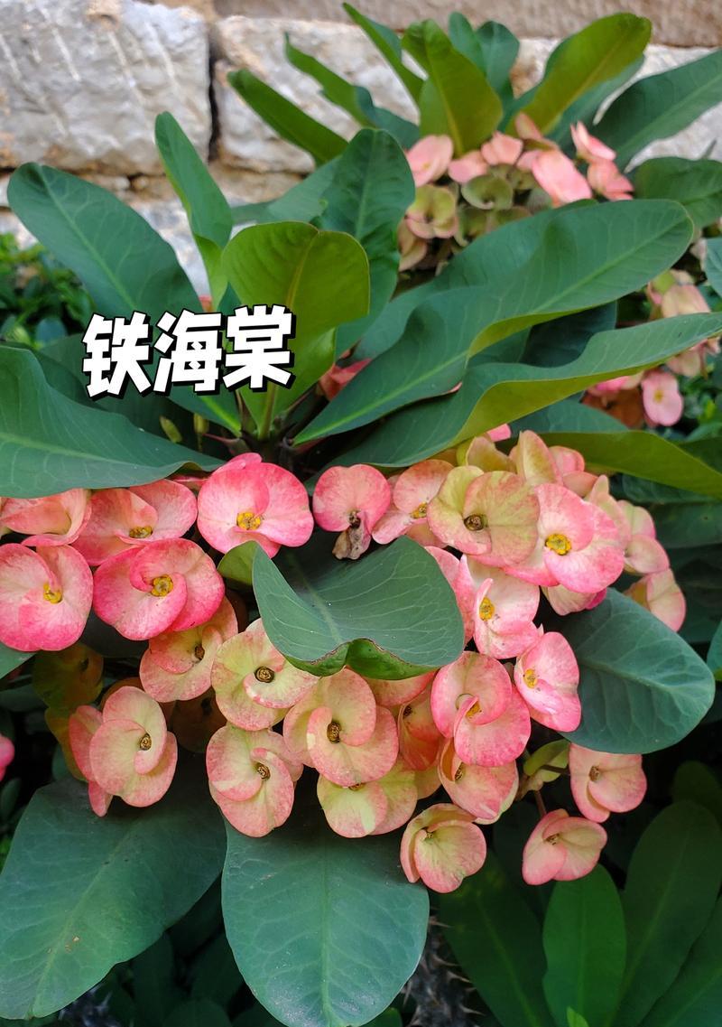 龙铁树花语有何寓意？龙铁树的花语解读。
