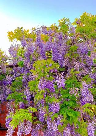紫藤兰花语是什么意思？紫藤兰的花语有哪些？