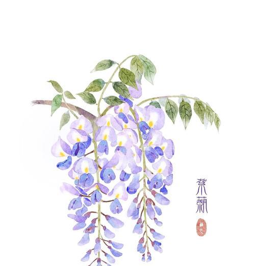 紫藤兰花语是什么意思？紫藤兰的花语有哪些？